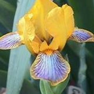 Bluegrass Iris Society