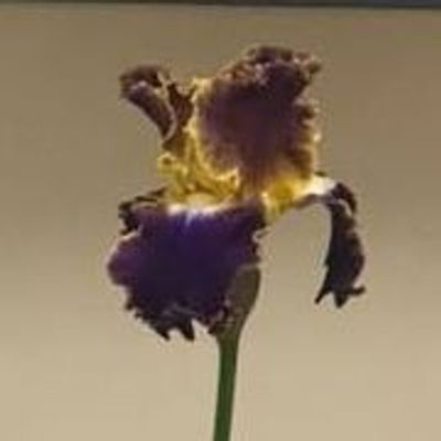 Norman Area Iris Society