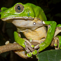 Kambo Frog Detox