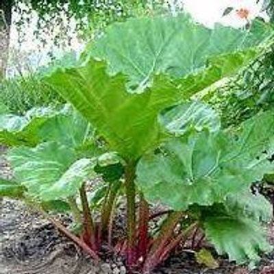 Rhubarb Festival, Lanesboro, MN