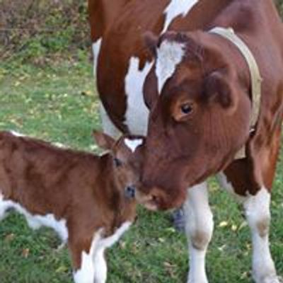 North Meadow Farm Page