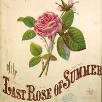 The Last Rose of Summer