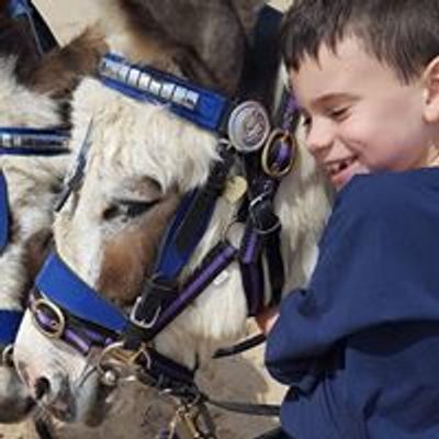 Blackberry Donkeys Donkey Hire