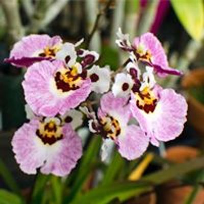 Desert Valley Orchid Society