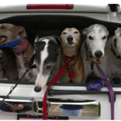 Greyhound Adoption of Greater Cincinnati