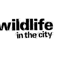 Wildlife in the City - Nottingham