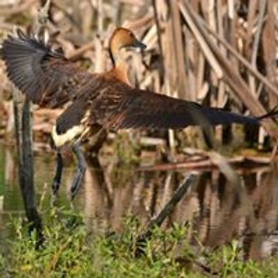 North Shore Birding Festival