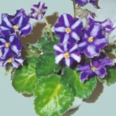 African Violet Society of Greater Tulsa