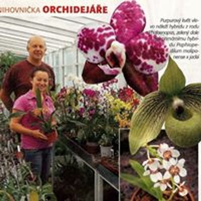 Terra Koruna orchid