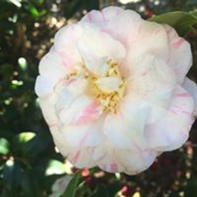 Queensland Camellia Society