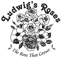Ludwig's Roses