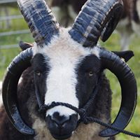 Alyth & District Agricultural Show