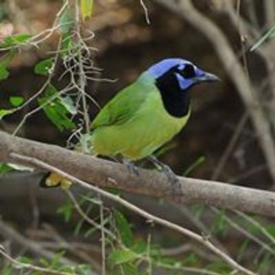 Bentsen-Rio Grande Valley State Park - Texas Parks and Wildlife