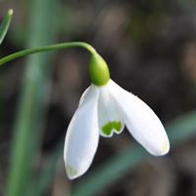 Snowdrop Sundays