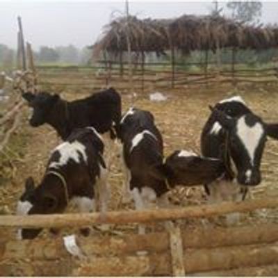 Amrutha Dairy Farms