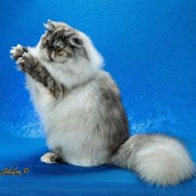 CFA Gulf Shore Cat Shows