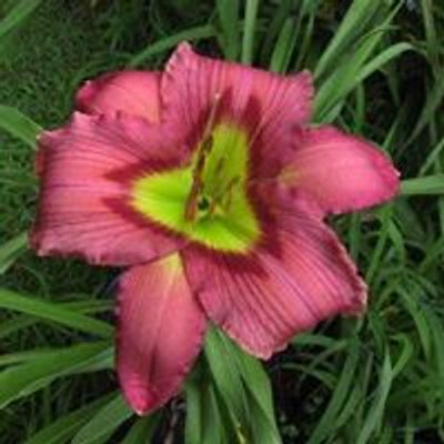 Montgomery Area Daylily Society