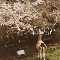 Mary's Farm & Sanctuary, home of Blossoming at The Farm