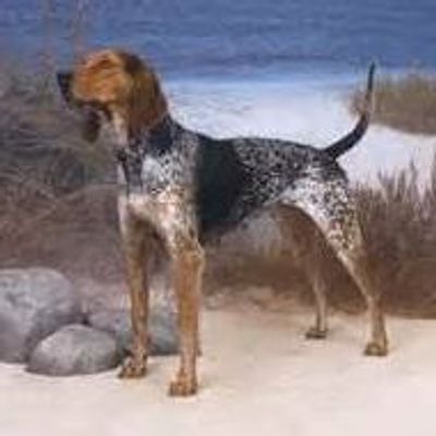 Northeast Coonhound Rescue, Inc.