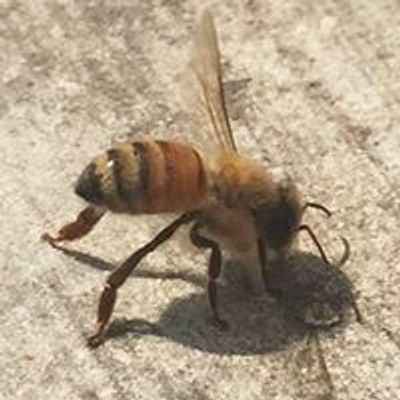 Cumberland County Beekeepers Association - NC