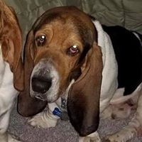 Ohio Basset Rescue Fundraising