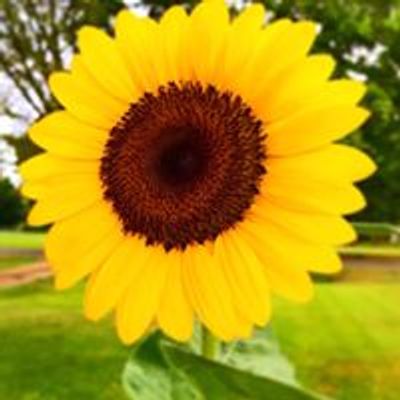 Sunflower Trail & Festival