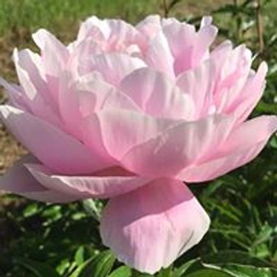 Styer's Peonies LLC