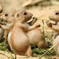 Riversdale Community Association