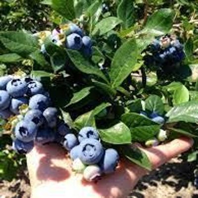 Whitehead's Blueberry Farm
