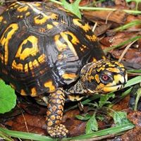 Maine Herpetological Society