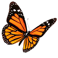 Okies for Monarchs