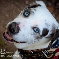 Jeanne Taylor Photography \/ Pet Portraits