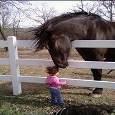 Ava K's Horse-Drawn Carriage Service