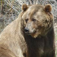 Montana Grizzly Encounter