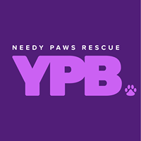 Needy Paws Young Professionals Board