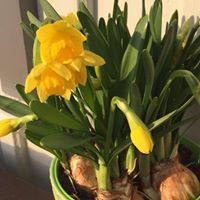 H\u00f6kar\u00e4ngens Tr\u00e4dg\u00e5rdsstadsf\u00f6rening