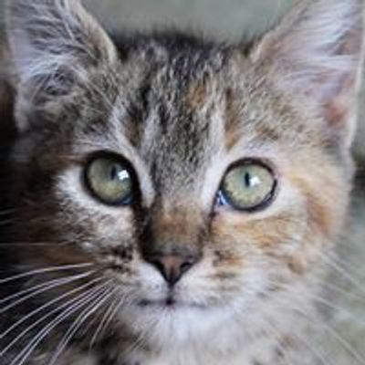 Triad Independent Cat Rescue