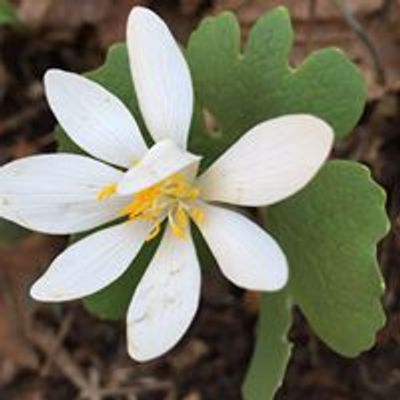 Kentucky Herbalism Alliance