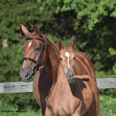 Snapdragon Stables