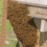 Wilson County Beekeepers Association