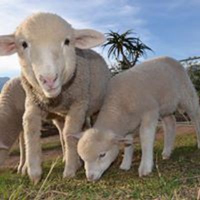 Greyton Farm Animal Sanctuary