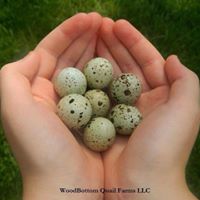 WoodBottom Quail Farms, LLC