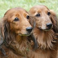 Wellington Dachshund Walking Group