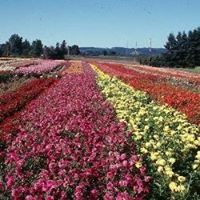 Swan Island Dahlias