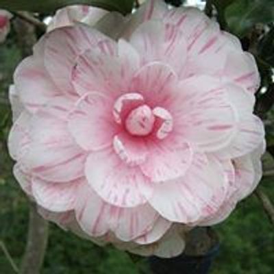 Baton Rouge Camellia Society