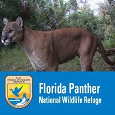 Florida Panther National Wildlife Refuge