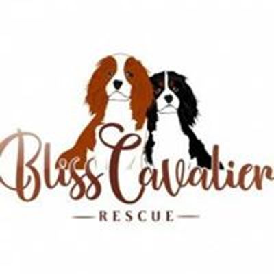 Bliss Cavalier Rescue