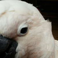 Birds of a Feather Parrot Rescue of New Mexico