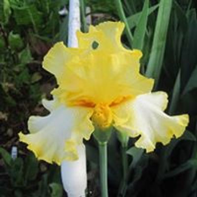 Iris Society of Dallas