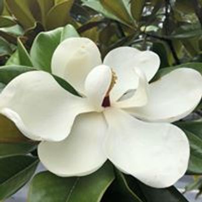 Southern Magnolia Acres